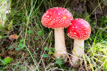 Amanita Muscaria, poisonous mushroom, in the forest.