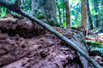 Branch resting across fallen tree in forest