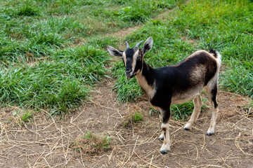 Young Goat in Barnyard