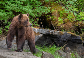Grizzly Bear in British Columbia Great Bear Rainforest