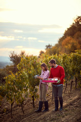 Smiling couple walking through vineyard. Family grape harvesting.