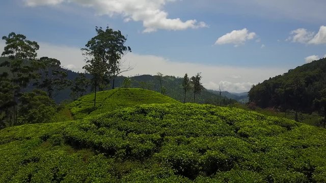 Mountains of tea fields in Sri Lanka
