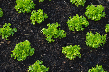 Vegetable garden from farmers without farmers Concept of vegetable garden,kitchen and non-toxic food