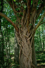 Photo of a tree with branches and vines twisted all together, dancing tree. Summertime in Stenshuvud, Österlen, Sweden