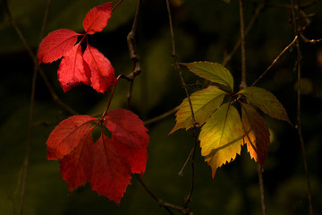 Parthenocissus  autumn leaves on dark background