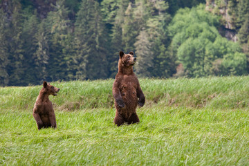 Grizzly Bear in British Columbia Great Bear Rainforest