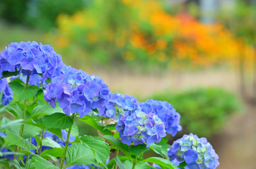 purple hydrangea flowers against blurred orange background