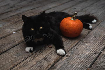 Halloween cat with piercing eyes laying around pumpkin on antique gray wood
