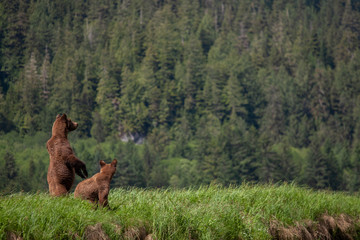 Grizzly Bear in British Columbia Great Bear Rainforest