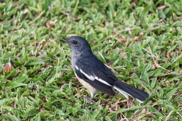 Cute little bird, Close up on bird.