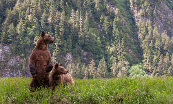 Grizzly Bear In British Columbia Great Bear Rainforest