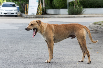Vagrant dog on the street.