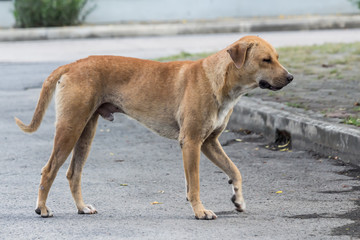 Vagrant dog on the street.