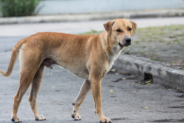 Vagrant dog on the street.