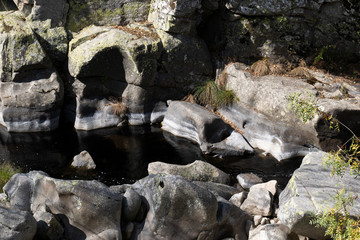 Rio no bosque de montanha