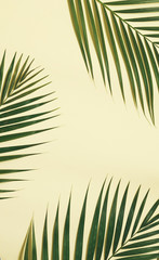 Palm leaves on colorful background with copy space.