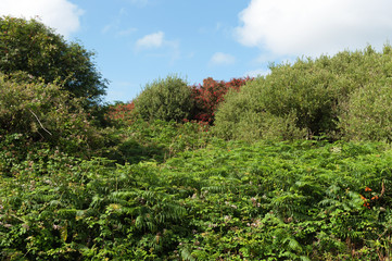 Summer time in the country
