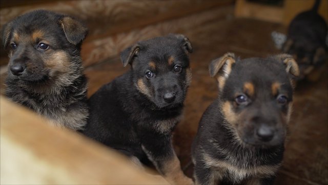 German shepherd puppies. Many funny German shepherd puppies. head newborn puppies top view