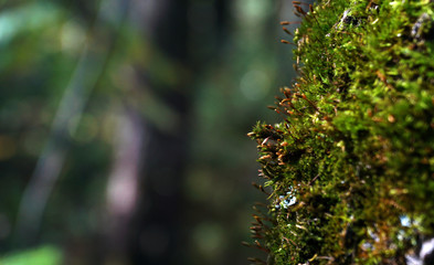 moss growing on a tree in the forest  
