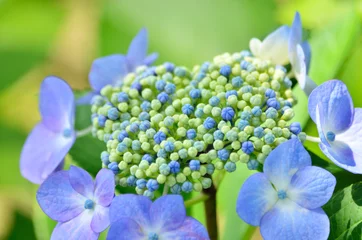 Fotobehang closeup buds of blue lacecap hydrangea flower © pheeby