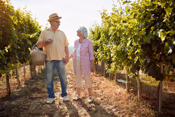 Autumn vineyards. Wine and grapes. Family tradition. Senior winemakers walking in between rows of vines.