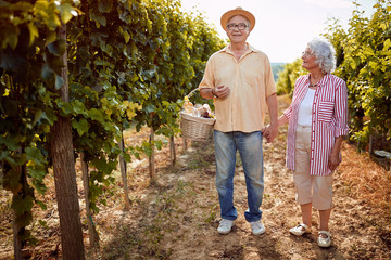 Naklejka na ściany i meble Autumn vineyards. Wine and grapes. Family tradition. senior couple with grape basket .