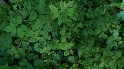 green grass in the forest background  