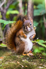 Squirrel © Mark