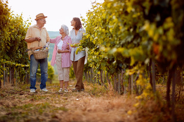 Wine and grapes. Family tradition. family working at winemaker vineyard.