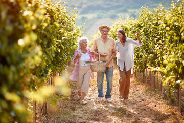 Ripe grapes in vineyard. family vineyard. Smiling family walking in between rows of vines .