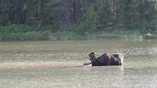 Wide Shot of Moose Eating in Mountain Lake