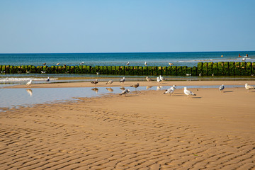 Möwen am Strand von Kampen