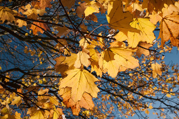 Looking up to autumn leaves slowly turning orange
