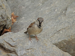 spatz auf futtersuche