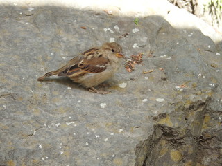 spatz auf futtersuche