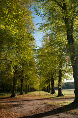 Naklejka premium Tree Lined Avenue in Yorkshire