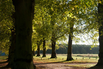 Tree Lined Avenue in Yorkshire