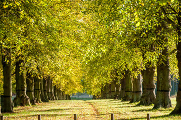 Tree Lined Avenue in Yorkshire