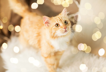 pets, christmas and hygge concept - red tabby cat on sofa with sheepskin at home in winter