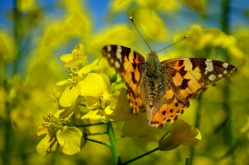 Motyl_2019