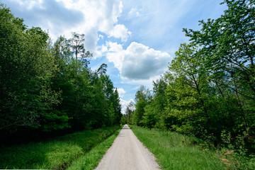 Fototapeta na wymiar A long footpath in the forest