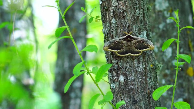GIANT PEACOCK MOTH - GRAN PAVON (Saturnia pyri), Sierra de Guadarrama National Park, Madrid, Spain, Europe