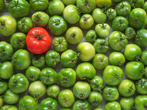One red tomato among many green unripe ones.