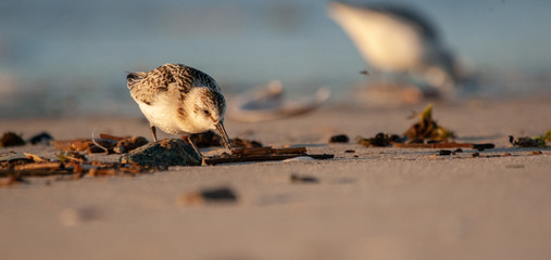 Sanderling on New England Beach