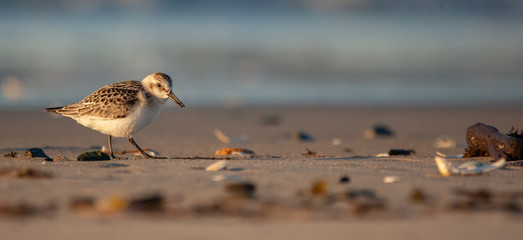 Sanderling on New England Beach