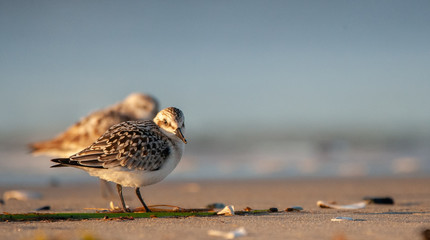 Sanderling on New England Beach