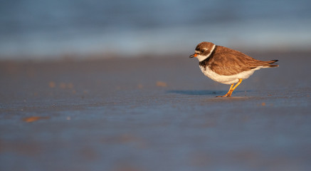 Semi Pomated Plover on New England Beach