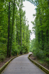 long boardwalk leading through dense south carolina forest