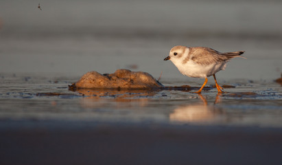 Piping Plover on New England Beach