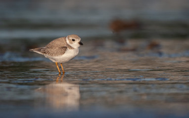 Piping Plover on New England Beach
